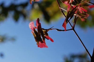 Acer crataegifolium 'Veitchii' - javor hloholistý 'Veitchii' - větévka s plodenstvím
